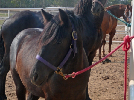 Liberty at Morning Star Royal Friesians